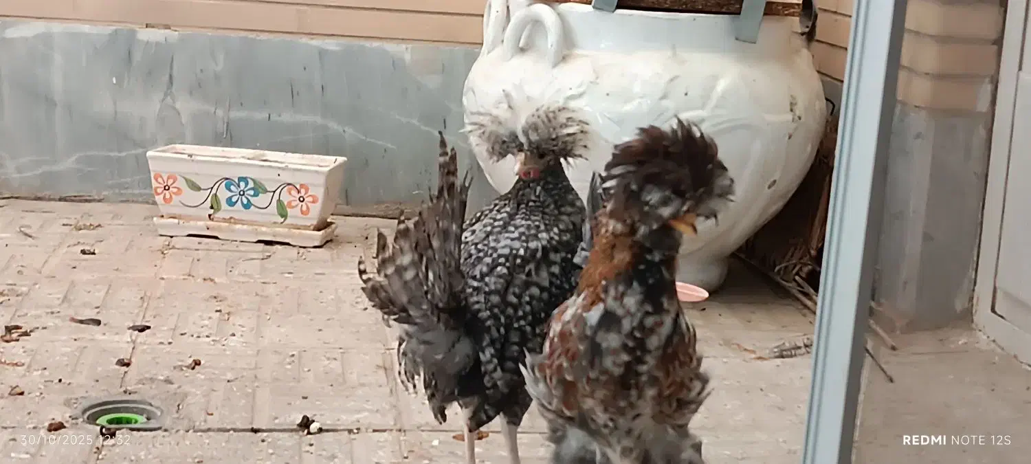 فروش مرغ سلطان|حیوانات مزرعه|اصفهان, پوریای ولی|دیوار