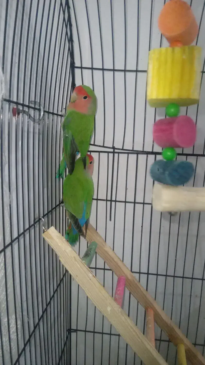 طوطی برزیلی جفت|پرنده|قرچک, محمد آباد|دیوار