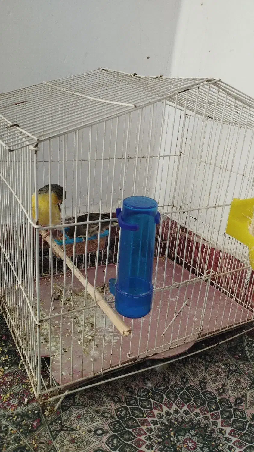 قناری|پرنده|شاهرود, |دیوار