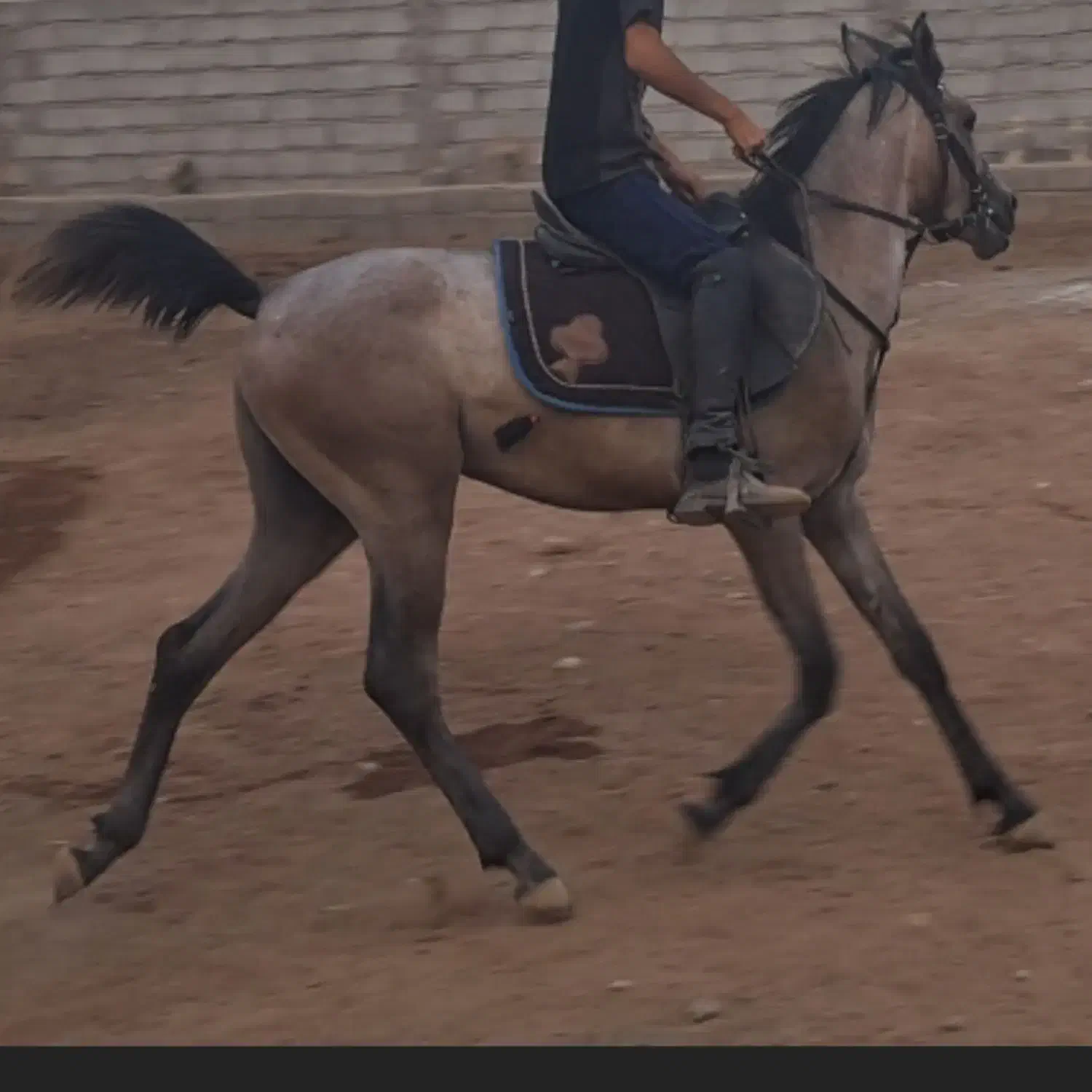 اسب عرب کرد|اسب و تجهیزات اسب‌سواری|زرند, |دیوار