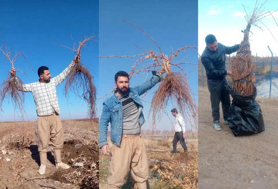 نهال انگور دوساله میخوای زنگ بزن|خدمات باغبانی و درختکاری|خرمدشت, |دیوار