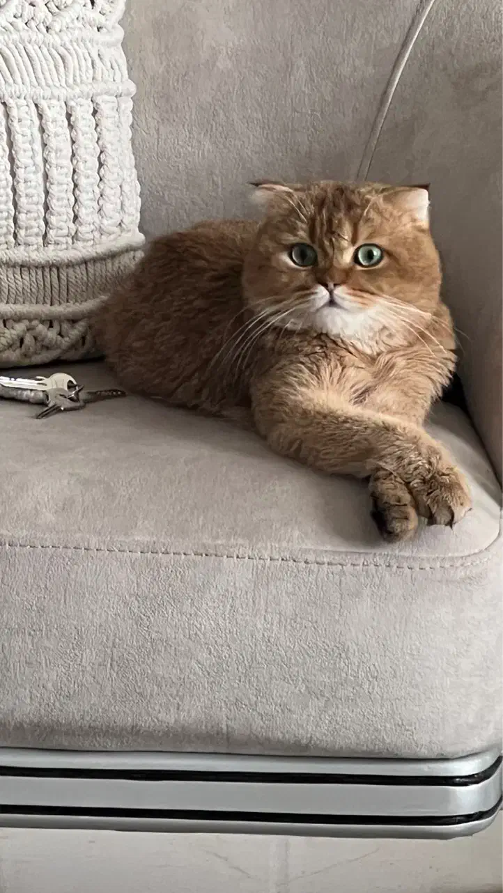 گربه استکاتیش فولد|گربه|میاندوآب, |دیوار