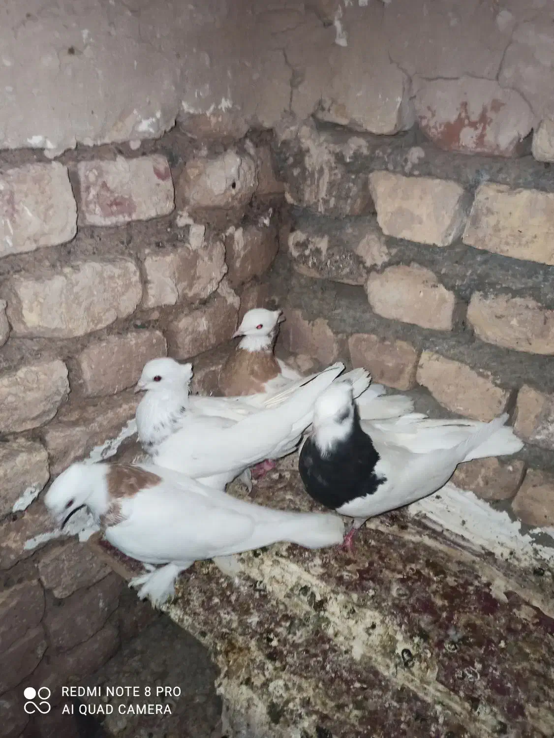 کبوتر|پرنده|بردسکن, |دیوار