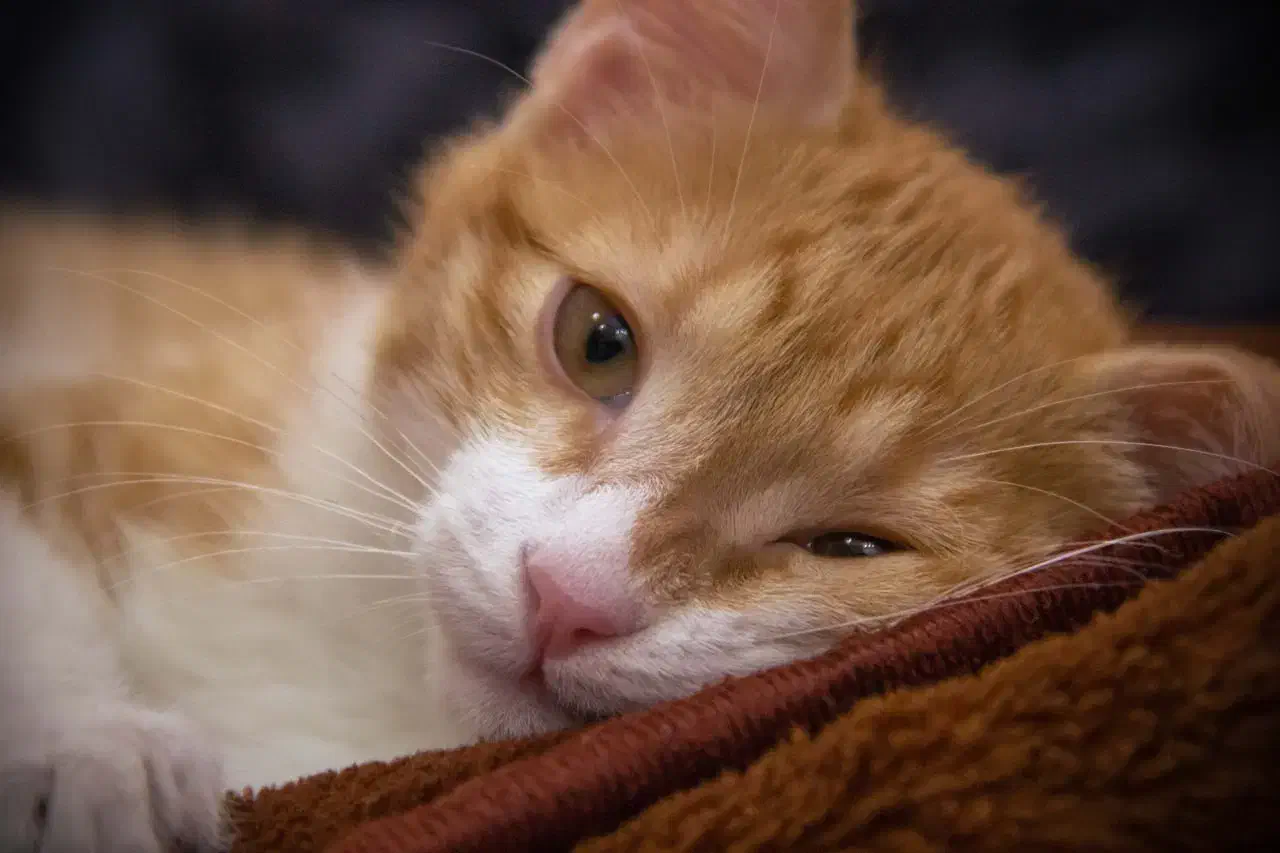 واگذاری رایگان گربه DSH|گربه|تهران, ارم|دیوار