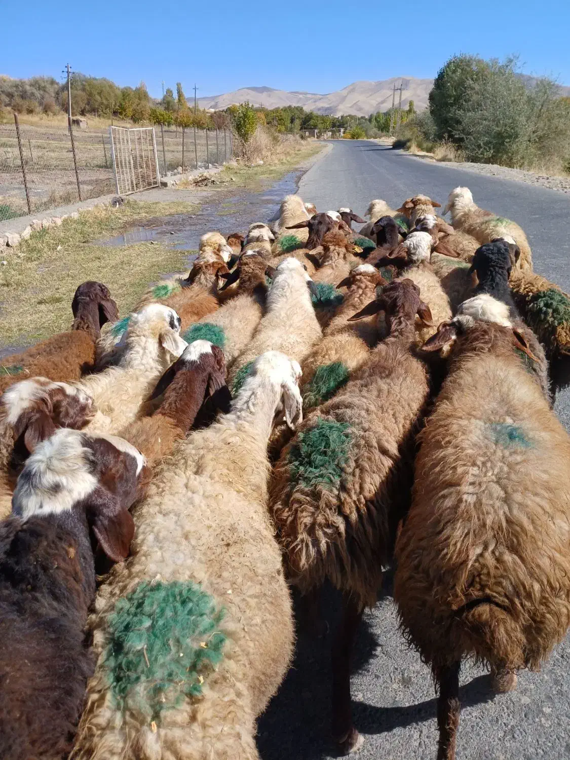 ۳۵تا گوسفند جوان ابستن سنگین|حیوانات مزرعه|سنندج, |دیوار