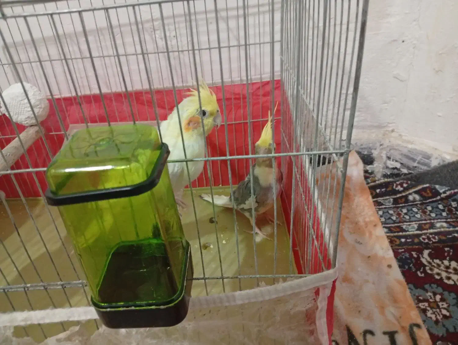 عروس نر و ماده جفت|پرنده|پیرانشهر, |دیوار