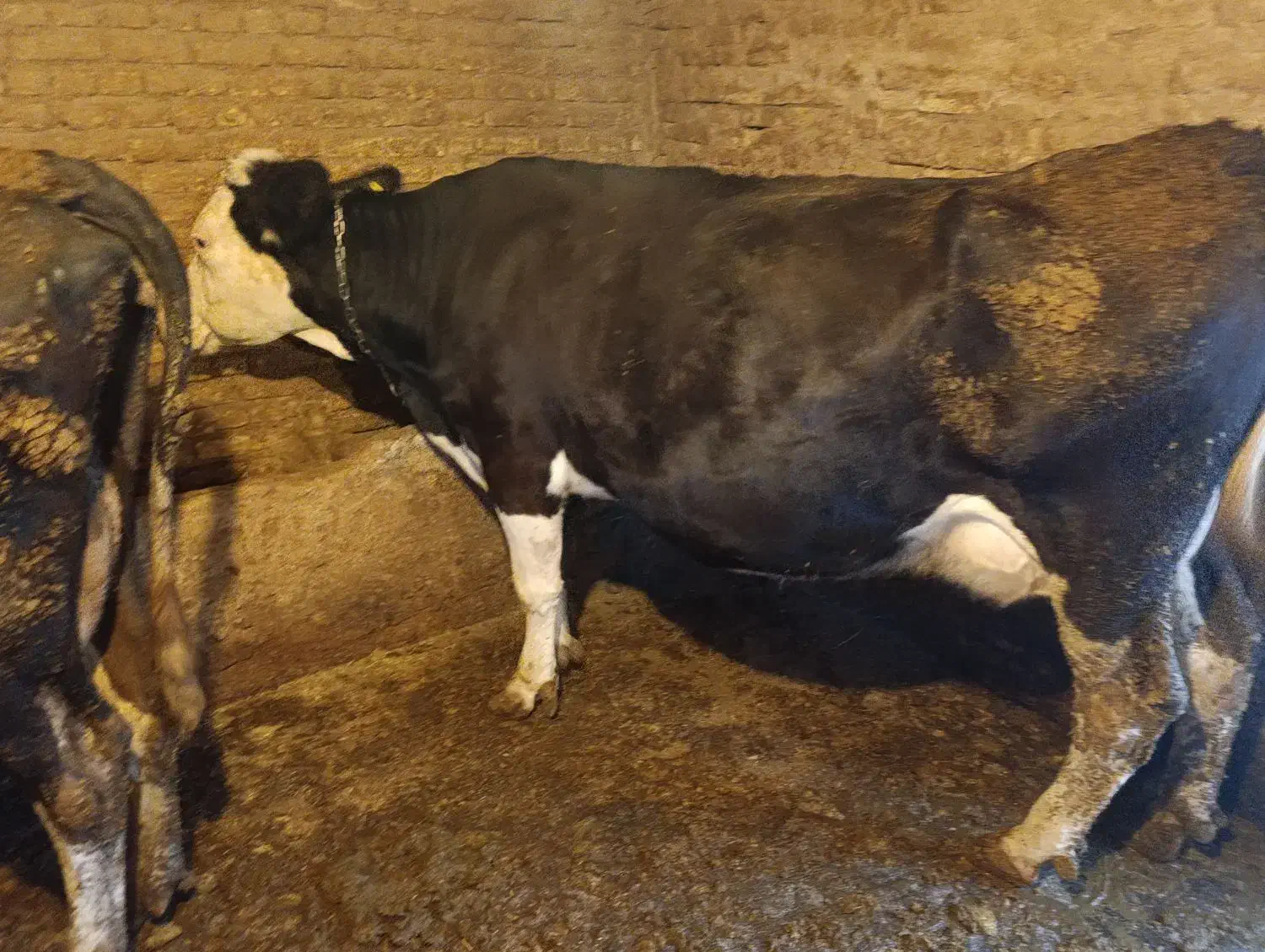 گاو جوان و چاغ|حیوانات مزرعه|جونقان, |دیوار