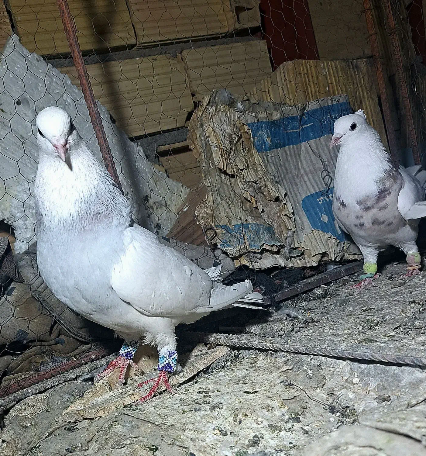 طوقی|پرنده|بیرجند, |دیوار