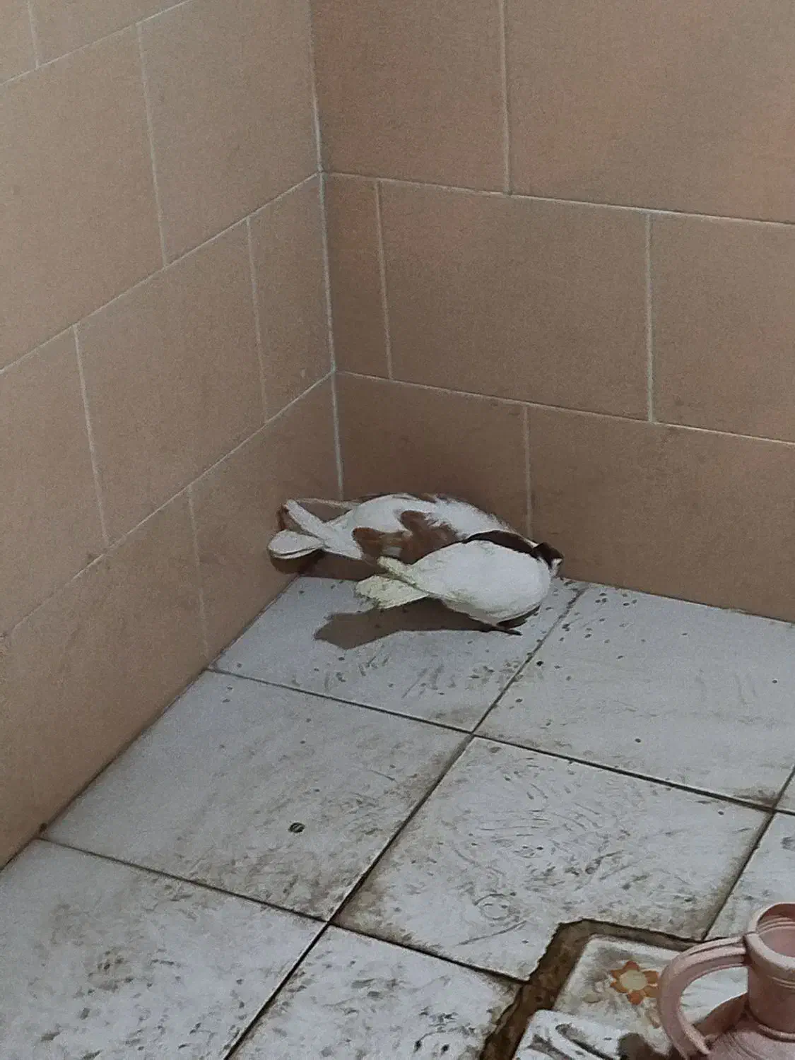 پشتدار|پرنده|اردبیل, |دیوار