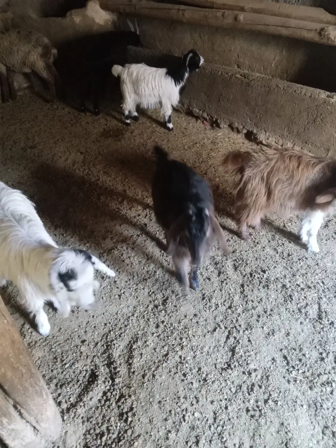 ۴ عدد بزغاله نر وماده چاق و گوشتی فروش فوری|حیوانات مزرعه|شیروان (خراسان), |دیوار