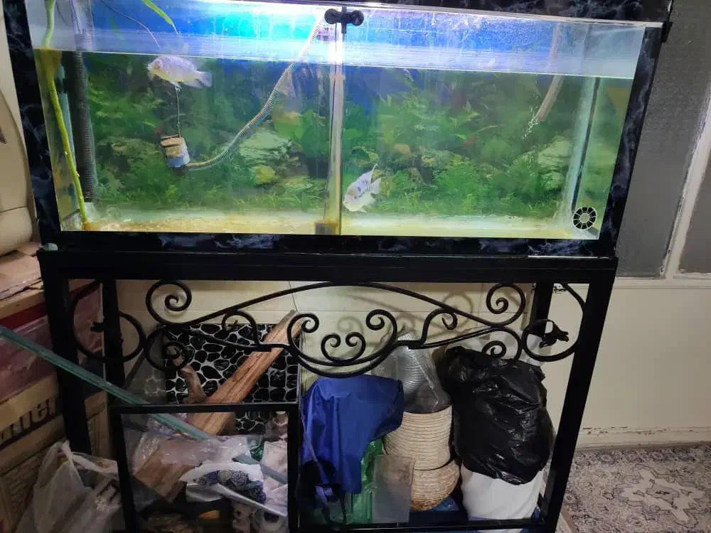 اکواریوم و ماهی فلاور|ماهی|تهران, زهتابی|دیوار