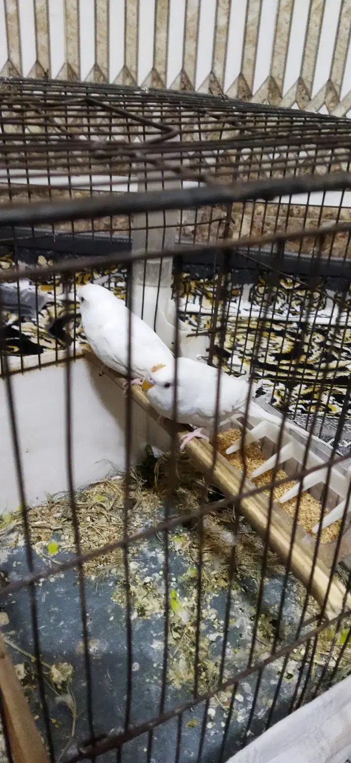 مرغ عشق هلندی سفید|پرنده|باوی, |دیوار