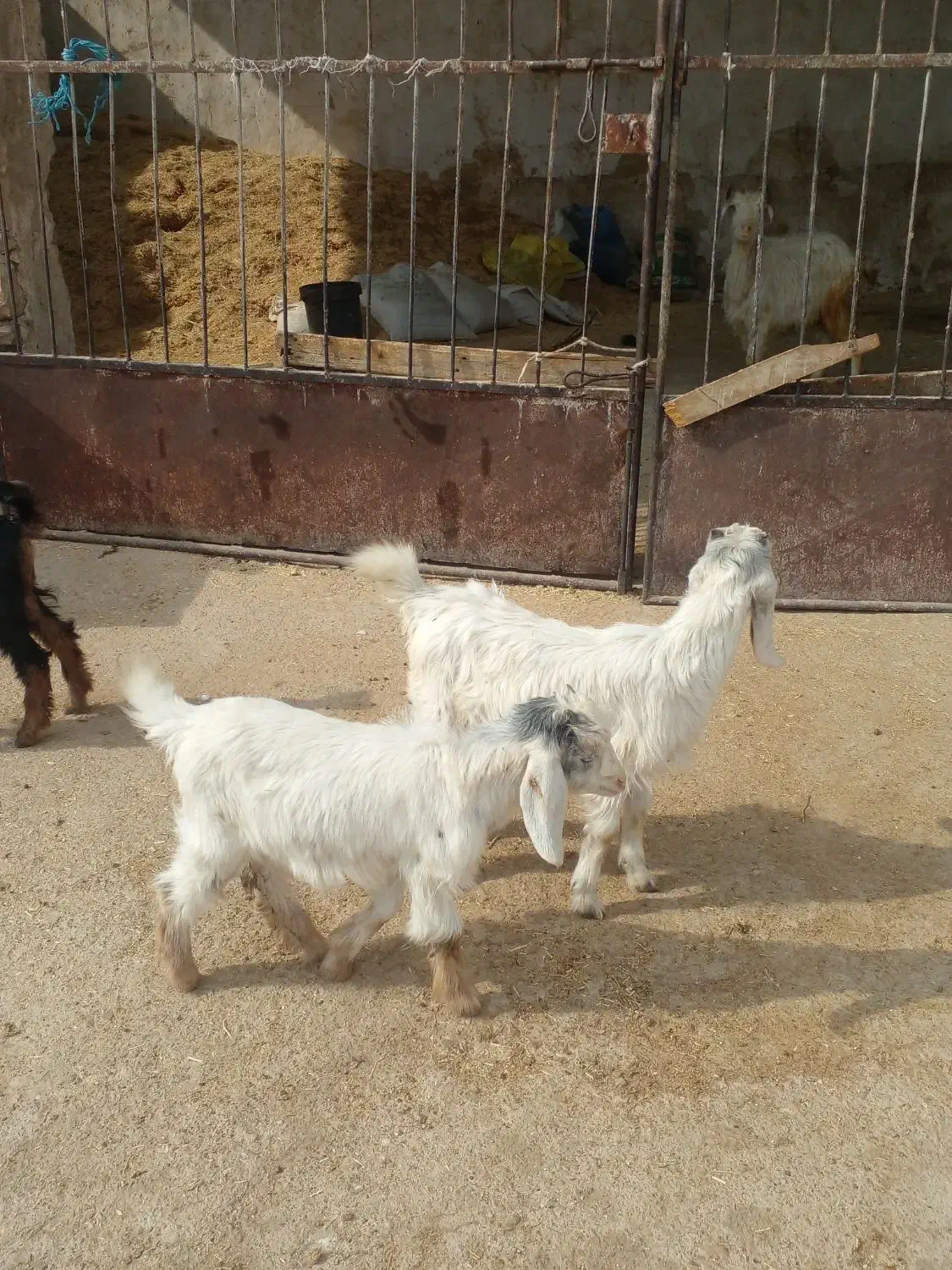 ۳ تا کهره شیری خوراک خور|حیوانات مزرعه|کازرون, |دیوار