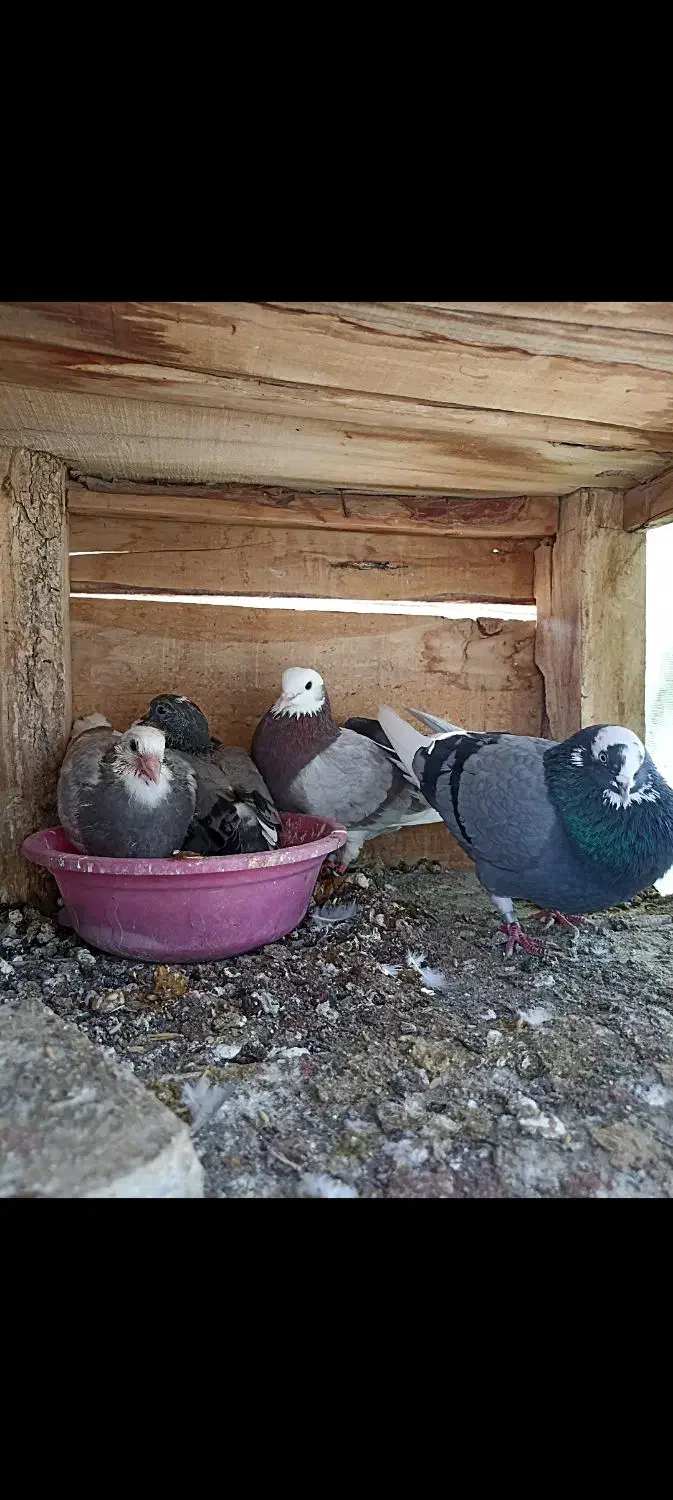 جوجه ابلق گمشده|حیوانات مزرعه|کاشان, حسن آباد|دیوار