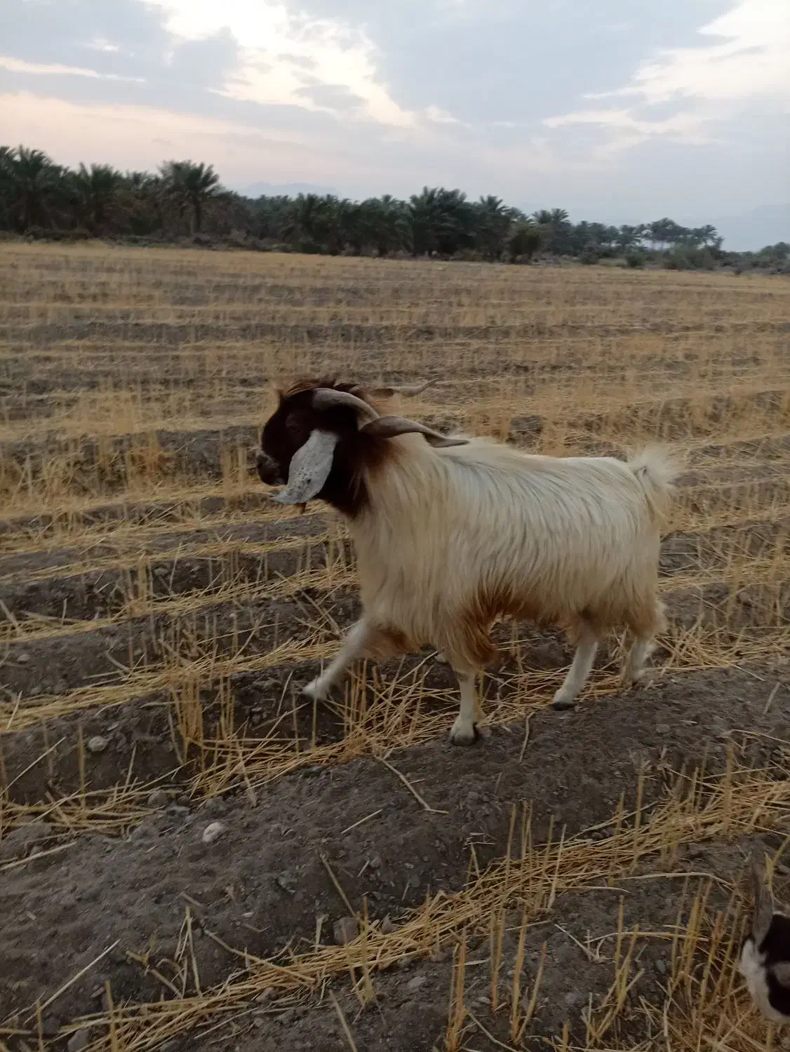 دوتا نری قاچ فاریاب|حیوانات مزرعه|فاریاب, |دیوار