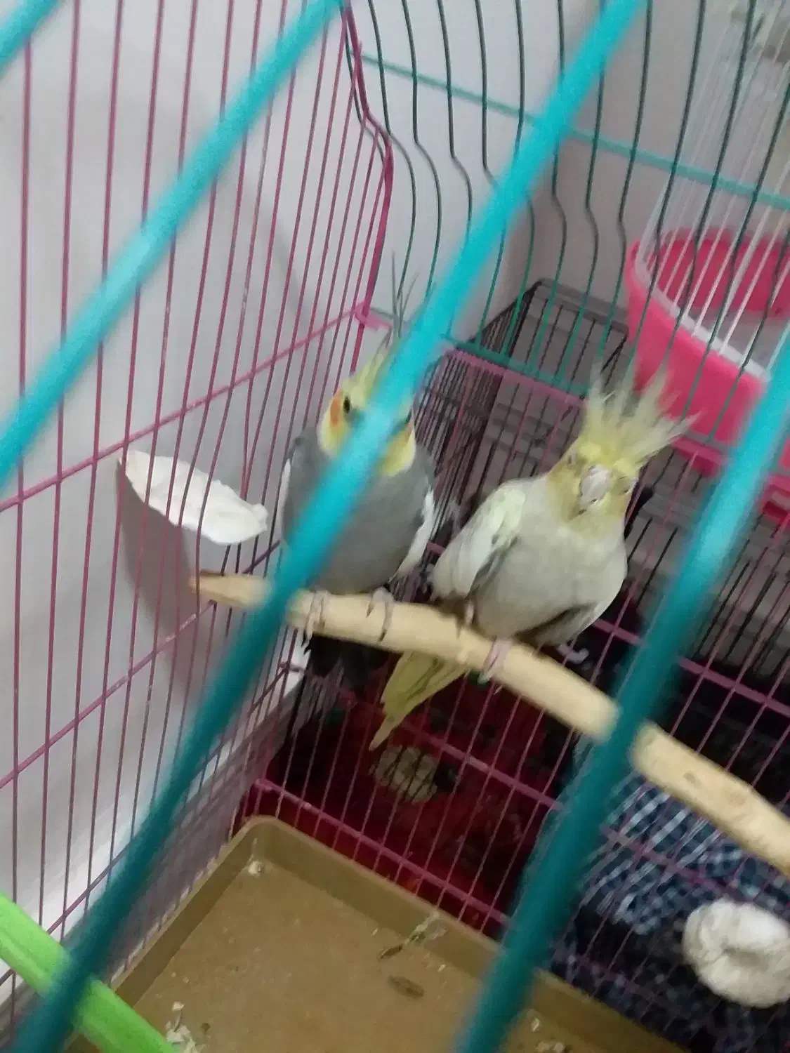 یک جفت عروس هلندی کاملا سالم و مولد|پرنده|بوکان, |دیوار