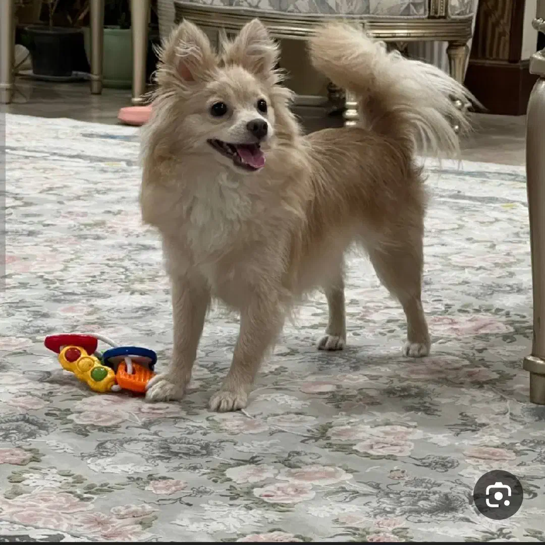 توله اشپیتیز|سگ|آستانه اشرفیه, |دیوار