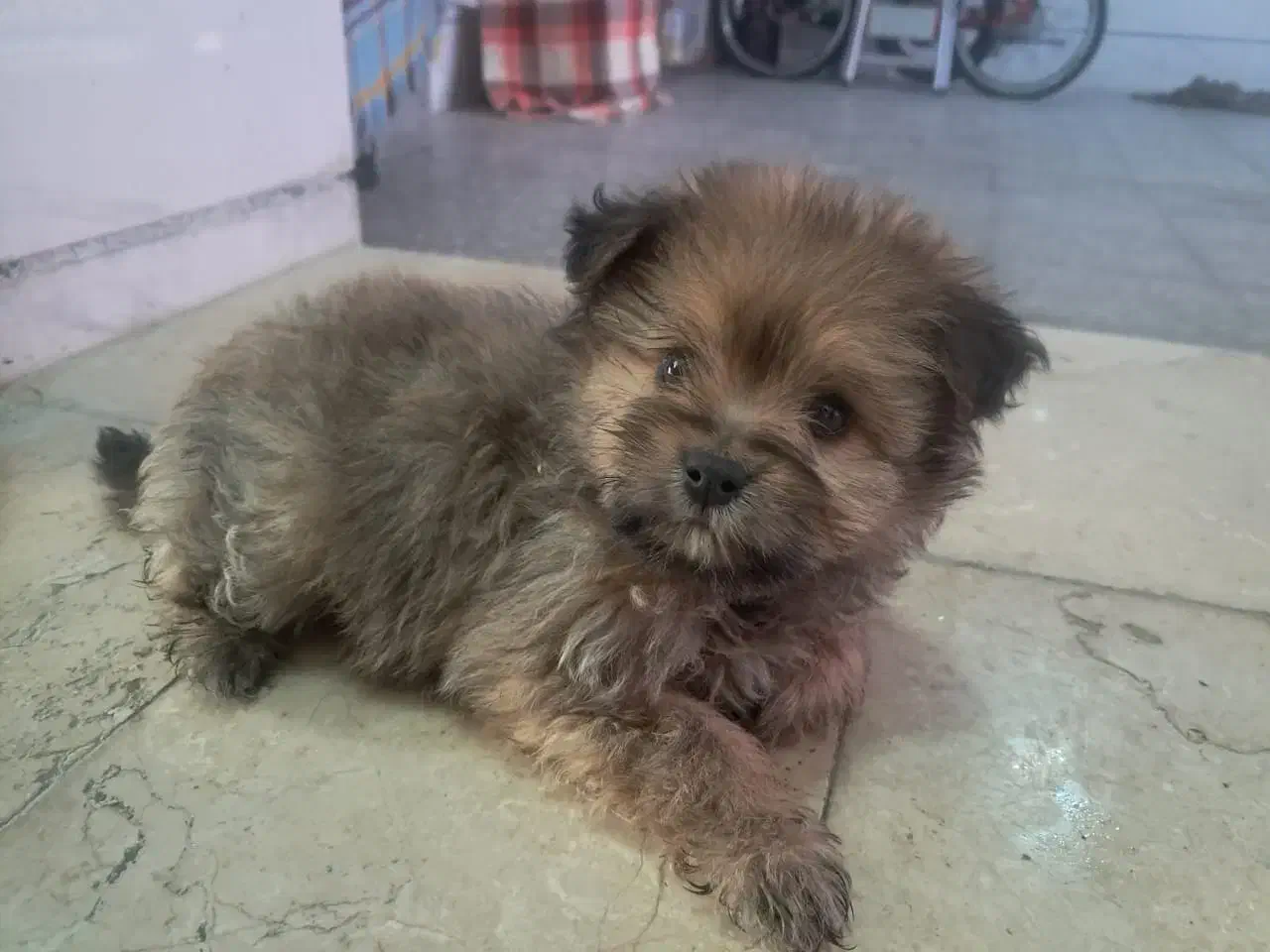 پاپی توله|سگ|شاهینشهر, حاجی آباد|دیوار