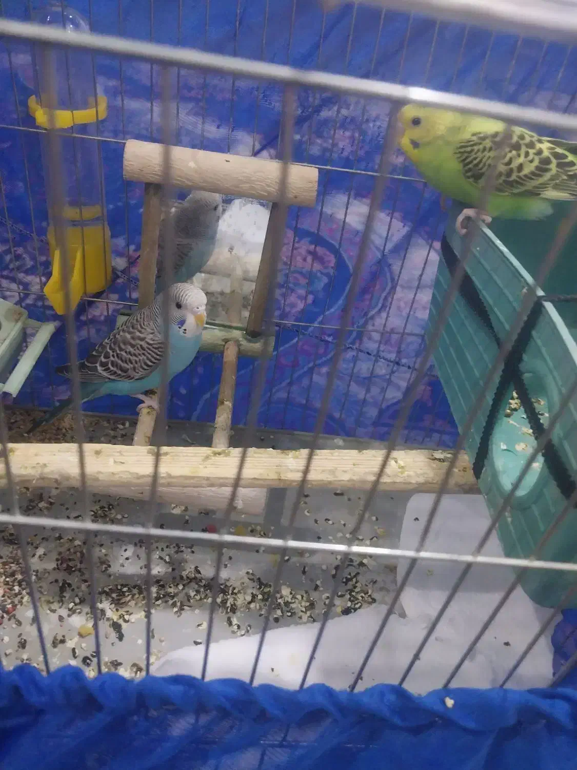 مرغ عشق|پرنده|تهران, خزانه|دیوار