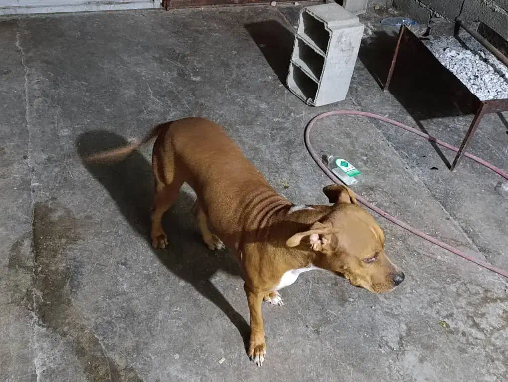 سگ پیتبول|سگ|امیدیه, |دیوار