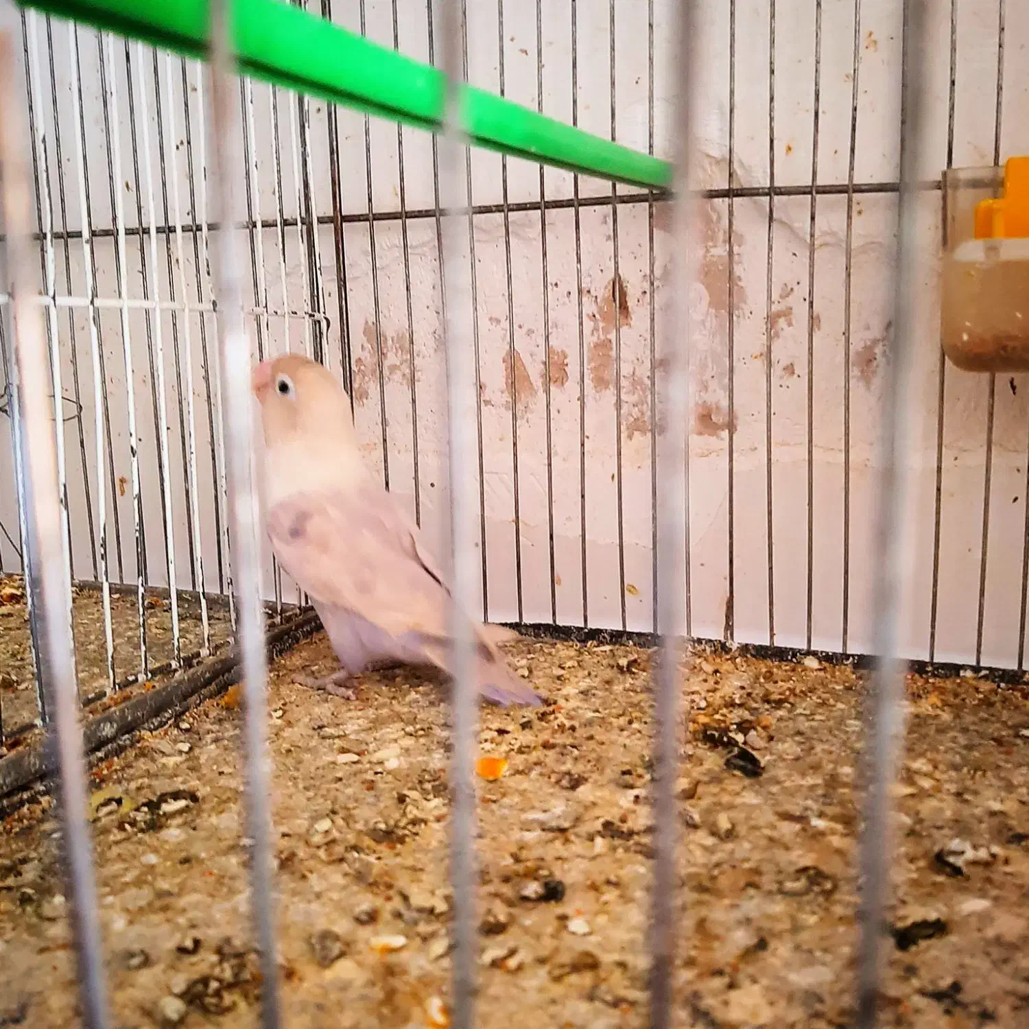 یک عدد کوتوله برزیلی ماده مولد رنگ خاص|پرنده|سبزوار, جوادیه شرقی|دیوار