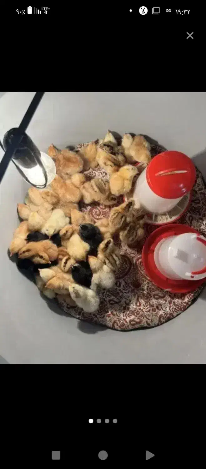 جوجه مرغ|حیوانات مزرعه|گتوند, |دیوار