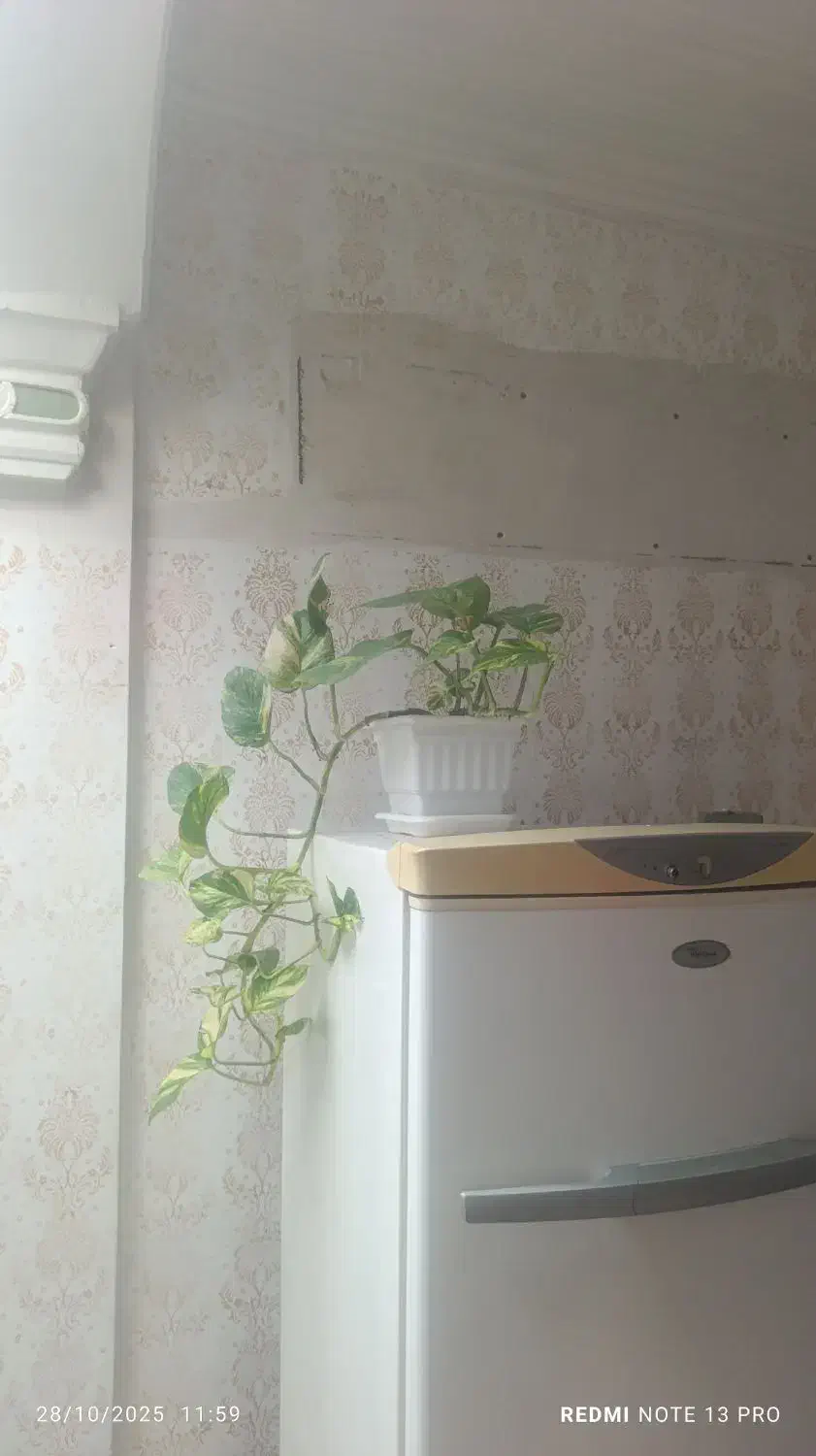 گل آپارتمانی|گل و گیاه طبیعی|دوگنبدان, |دیوار