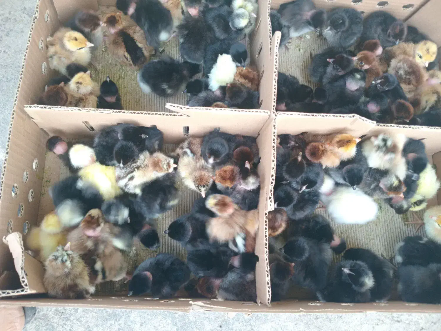 جوجه گردن لختی وکاکلی تولید گیلان یکروزه هرهفته|حیوانات مزرعه|آستانه اشرفیه, |دیوار