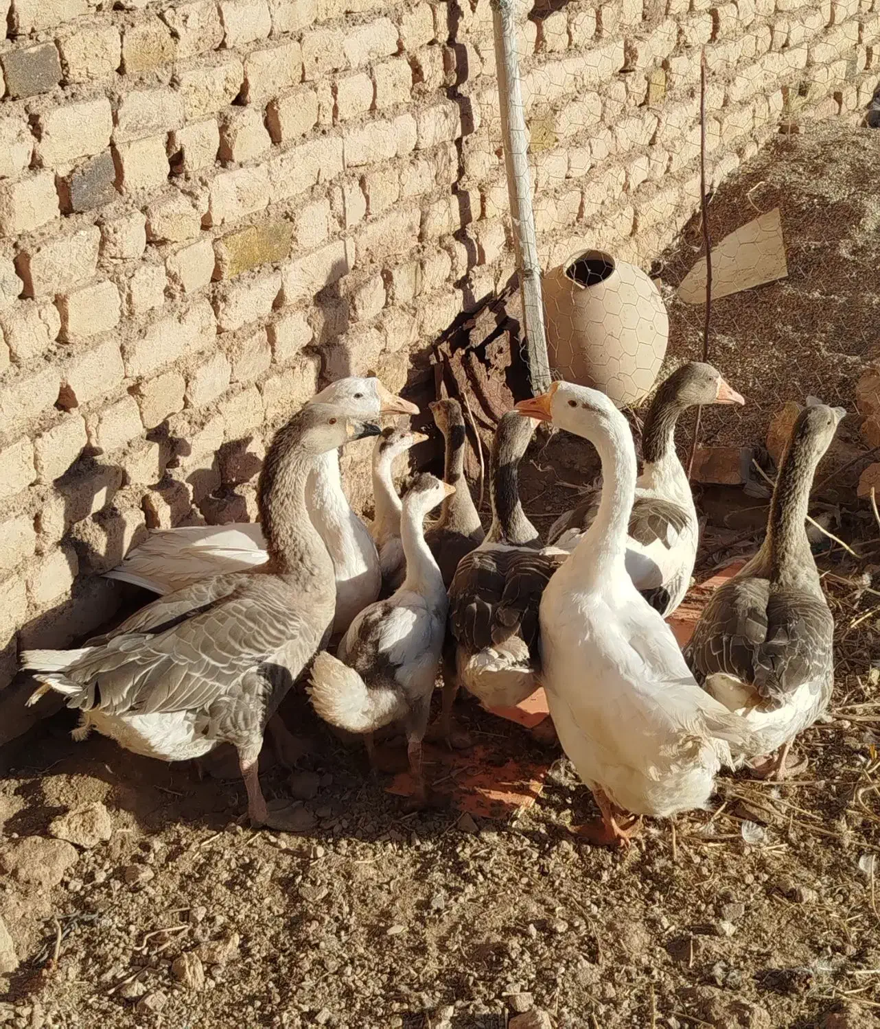 باسلام،۹عدد غاز و قوغاز|حیوانات مزرعه|بزینه رود, |دیوار