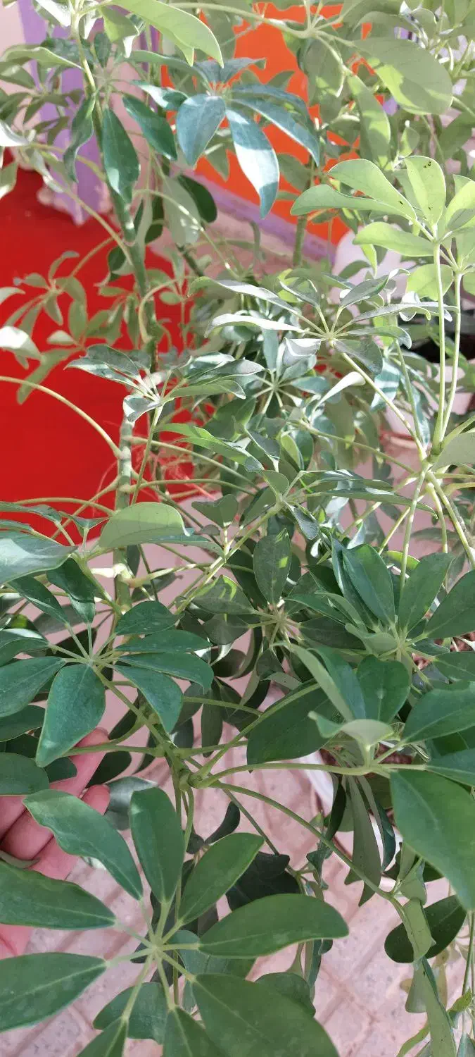 شفلرای بزرگ و سالم|گل و گیاه طبیعی|سردرود, |دیوار