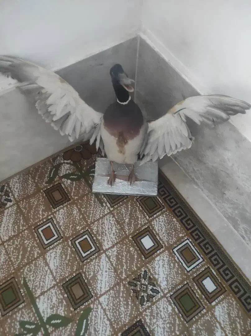 پرنده تزئینی طبیعی|مجسمه، تندیس، ماکت|پارسآباد, |دیوار