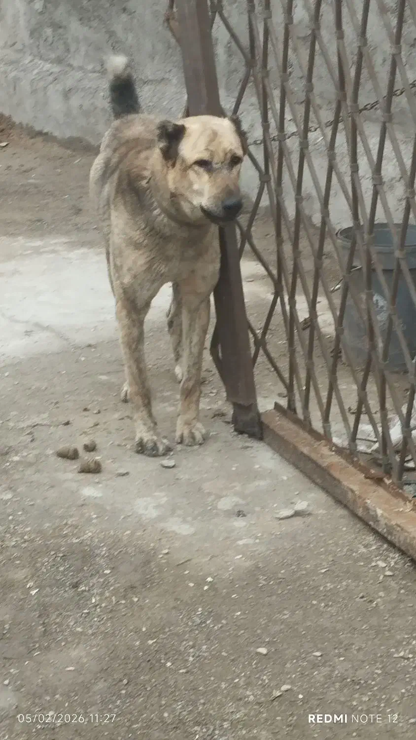 سلام‌سگ‌نگهبان|سگ|مشهد, طرق|دیوار