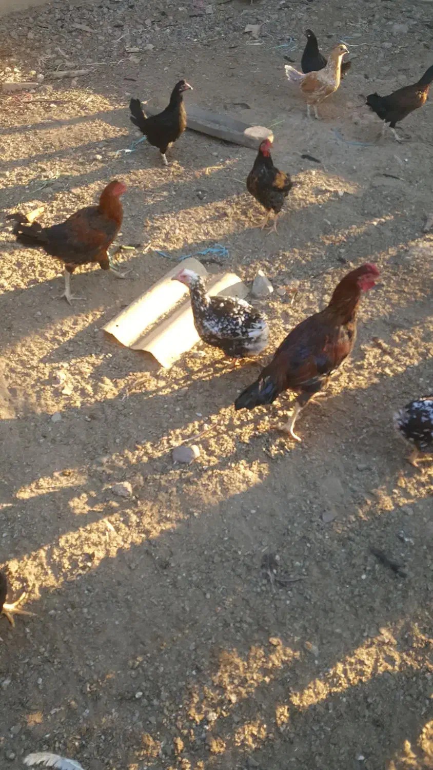 مرغ گلین|حیوانات مزرعه|محمدیه-قزوین, |دیوار