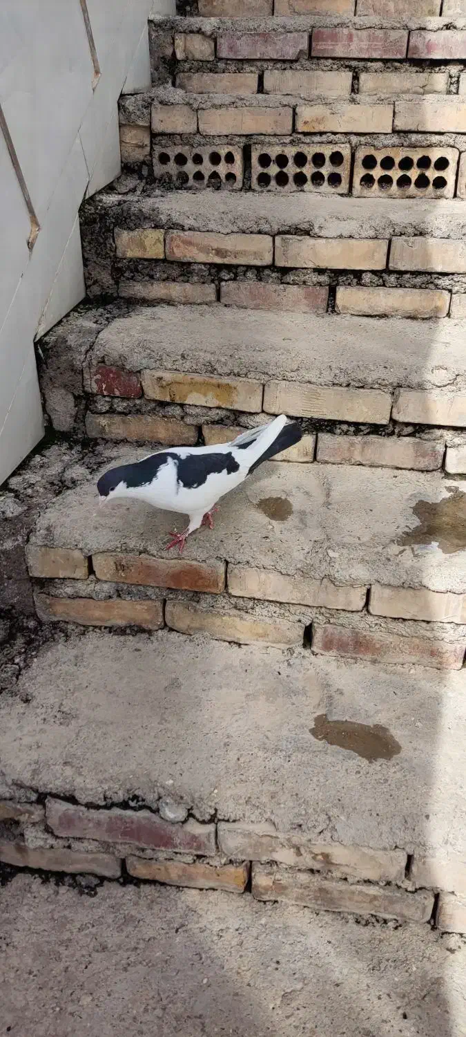 پرنده|پرنده|اندیمشک, |دیوار