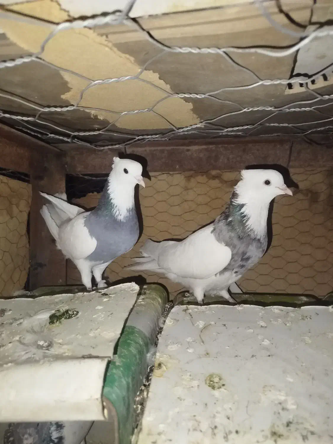 طوقی|پرنده|جیرفت, |دیوار