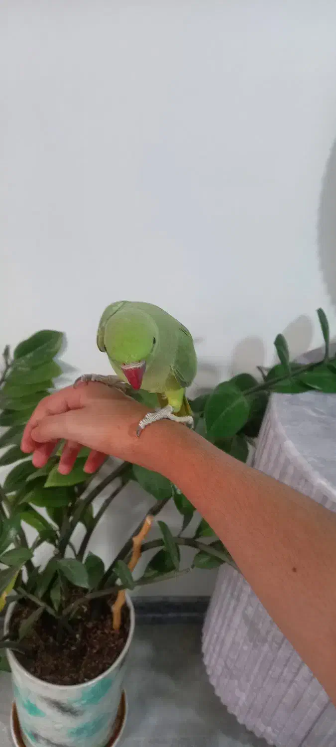 پرنده ملنگو و عروس هلندی|پرنده|رودبار, |دیوار