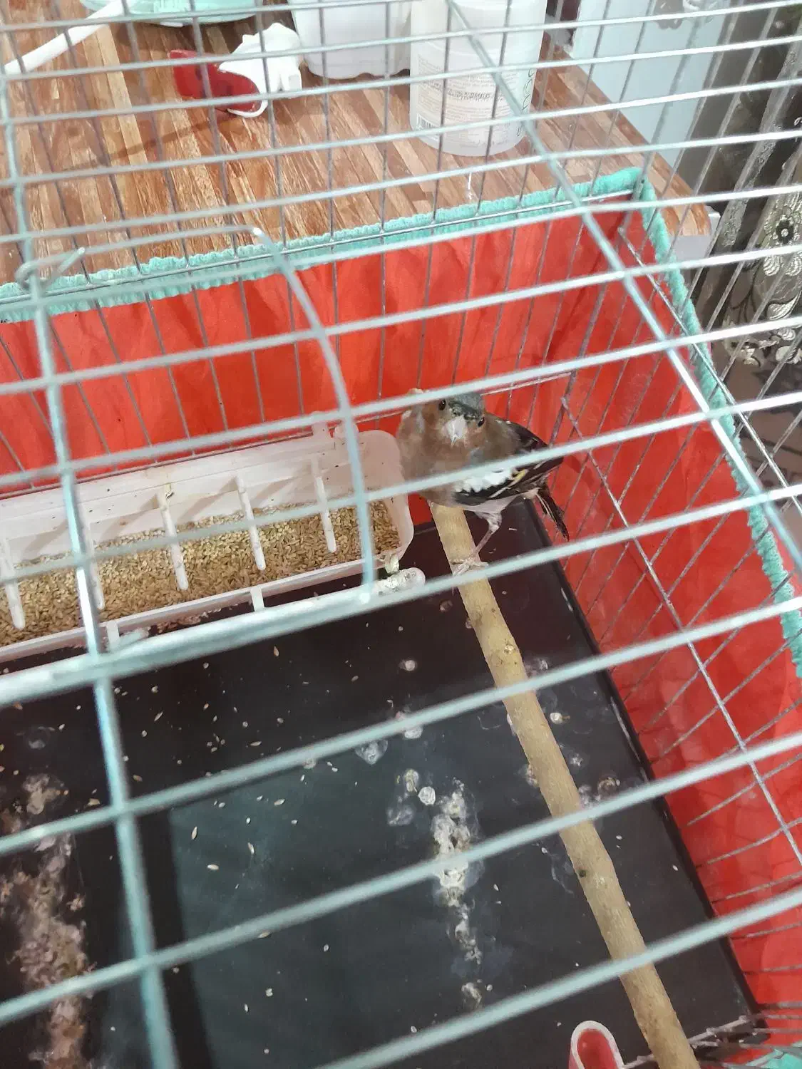 سهره نر جوجه سال ریزه خون|پرنده|تهران, هاشمی|دیوار