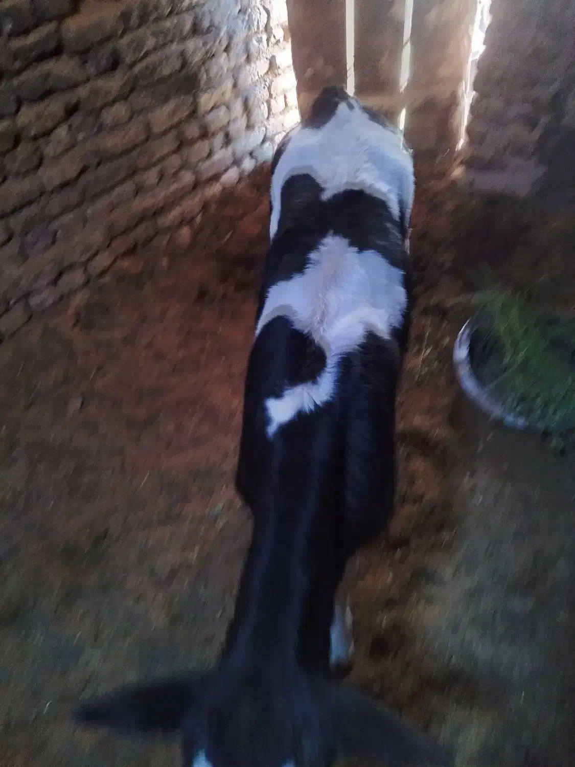 گوساله خونگی|حیوانات مزرعه|قائن, |دیوار