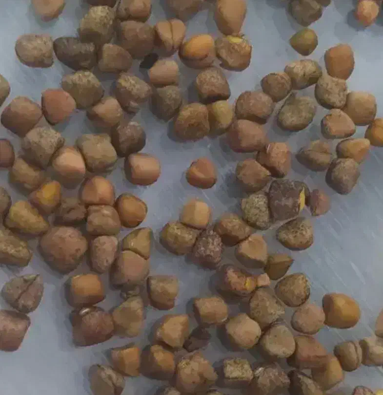 گرگرو|گل و گیاه طبیعی|چگنی, |دیوار