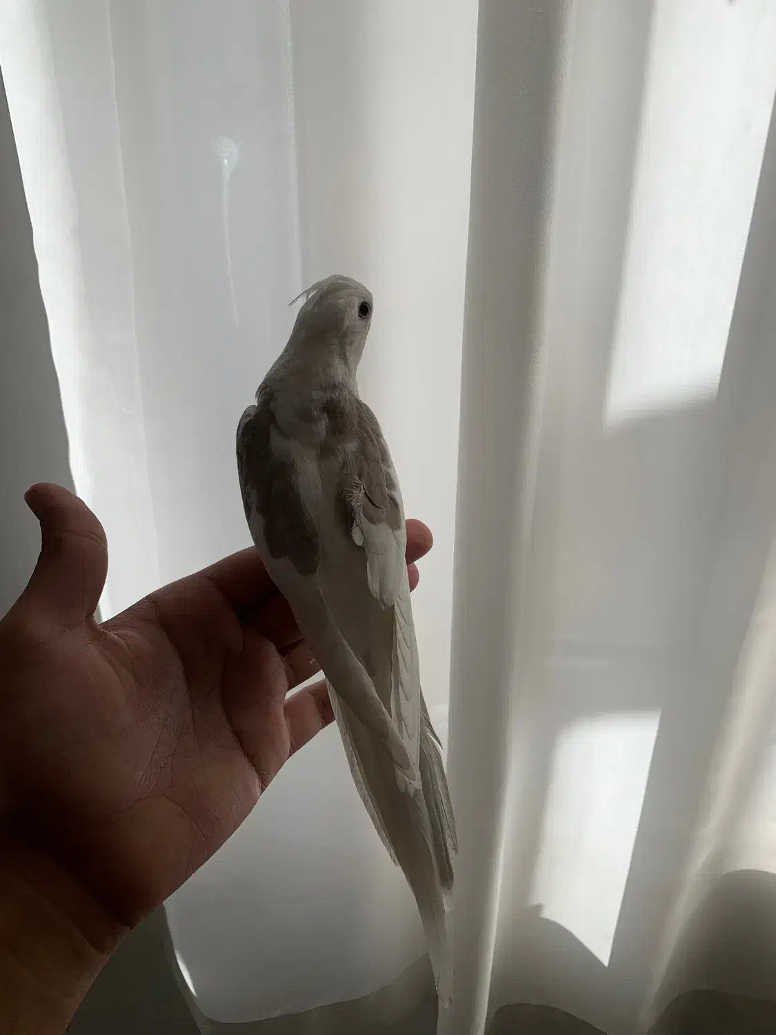 عروس هلندی|پرنده|کرمان, |دیوار