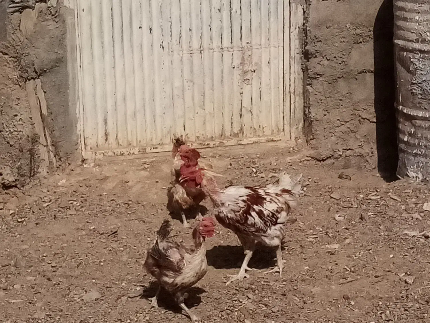 سلام تعدادی مرغ و خروس ویک تله گربه گیر|حیوانات مزرعه|سرایان, |دیوار