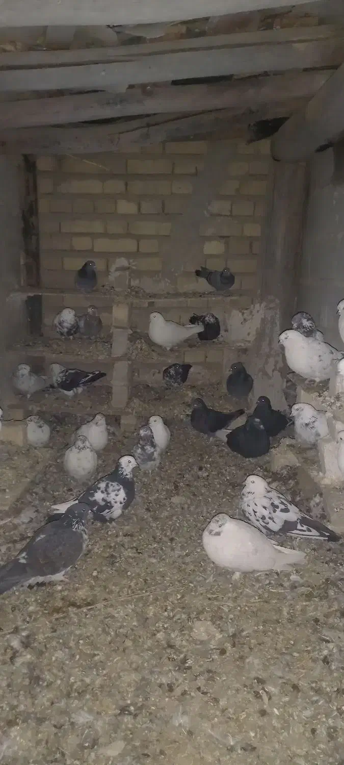 حیوانات مزرعه کبوتر|پرنده|روانسر, |دیوار