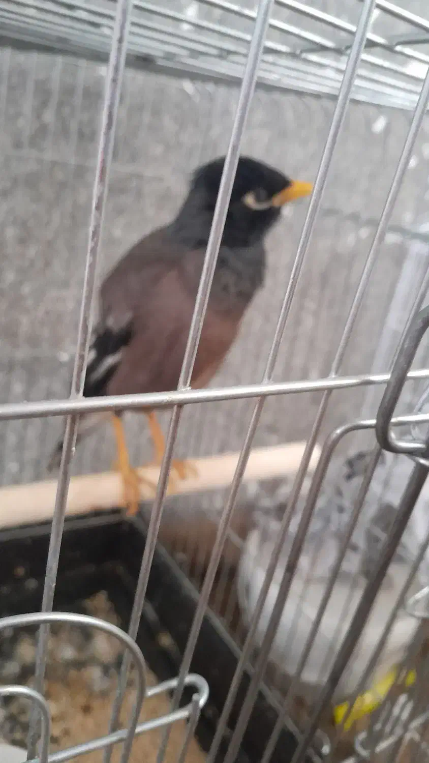 مرغ مینا|پرنده|الیگودرز, |دیوار