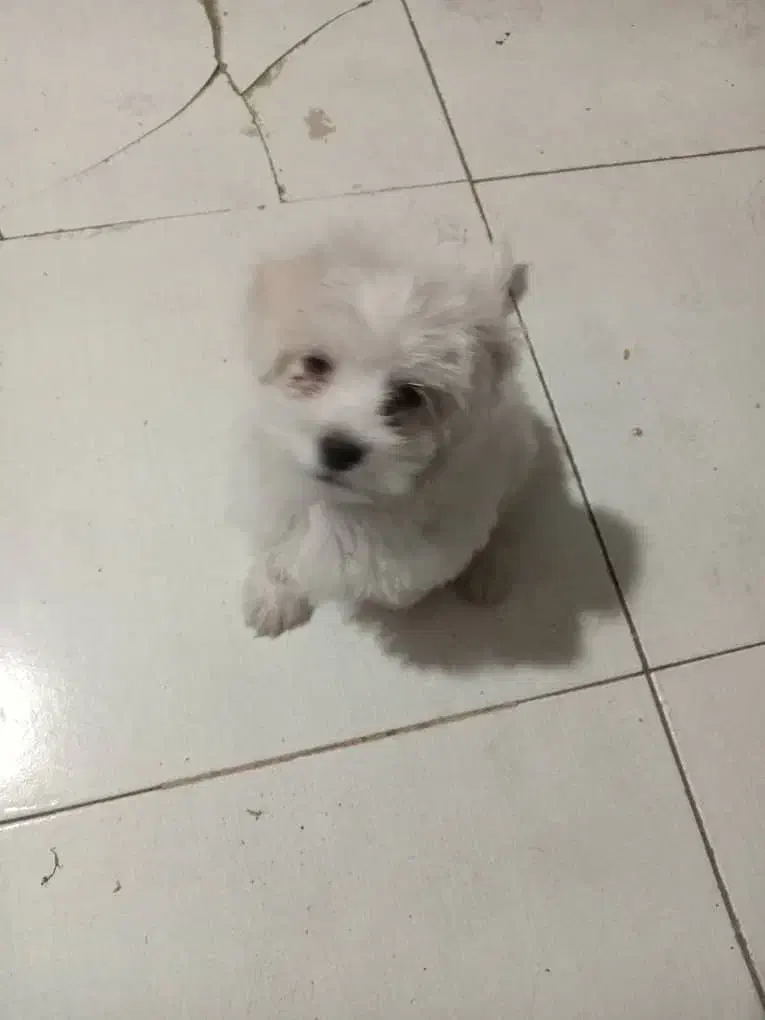 سگ پاکوتاه باهوش میکس پامر و شیتزو|سگ|علی‌آباد کتول, |دیوار