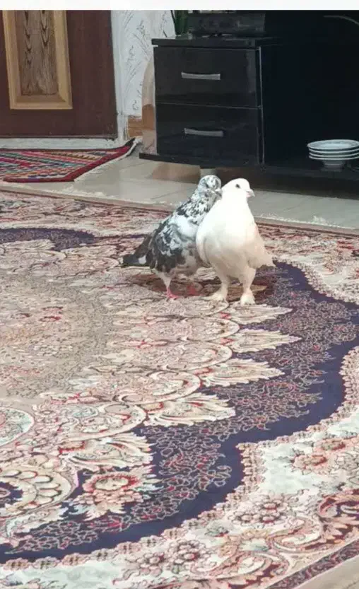 کبوتر|حیوانات|رشت, پاره بیجار|دیوار