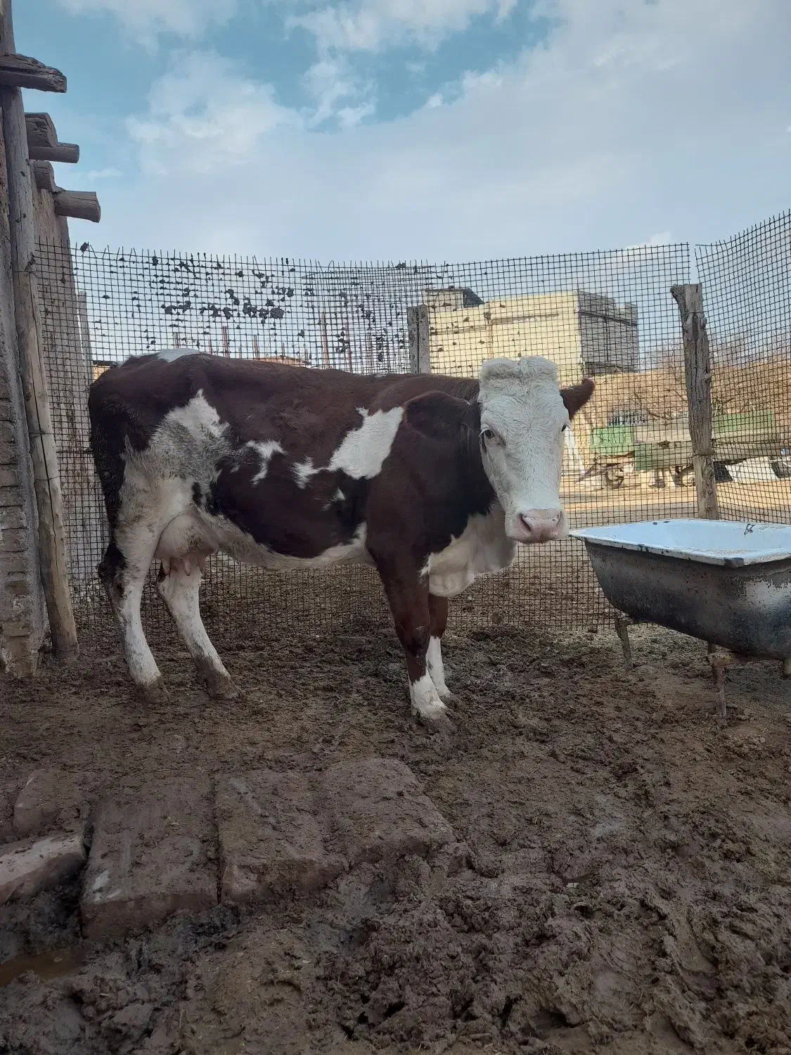 گاو‌گوساله‌‌سیمینتال|حیوانات مزرعه|قیدار, |دیوار