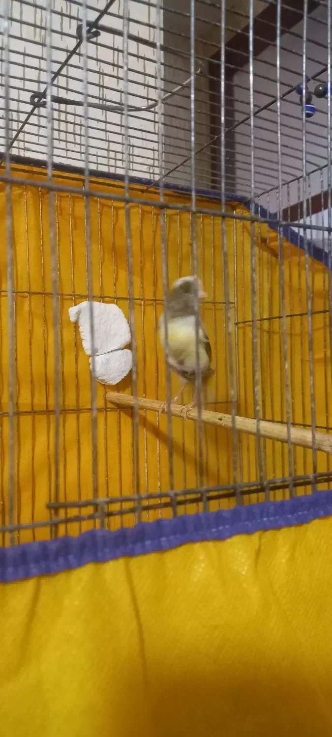 قناری نرو ماده|پرنده|همدان, |دیوار