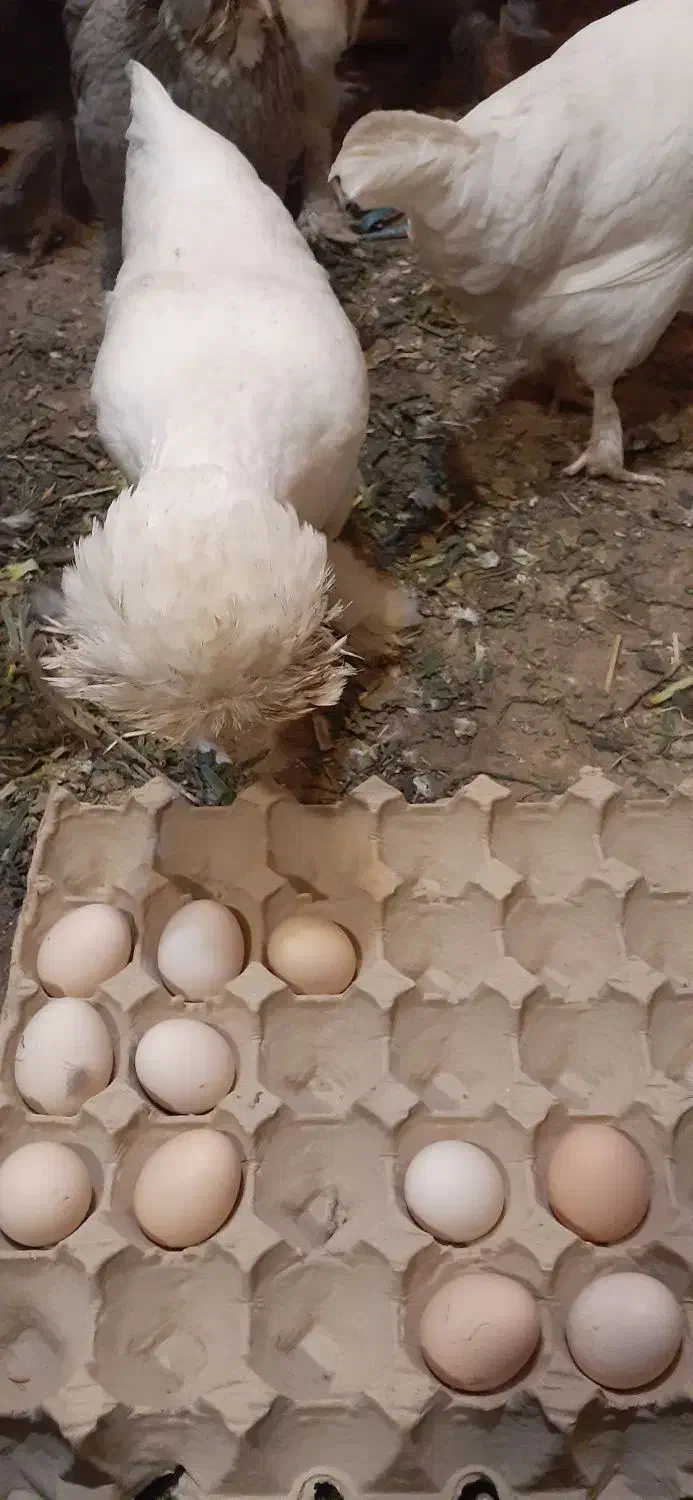 تخم مرغ سلطان نطفه دار (خروس مرغ گیر جوان)|حیوانات مزرعه|قم, کاسه گران|دیوار