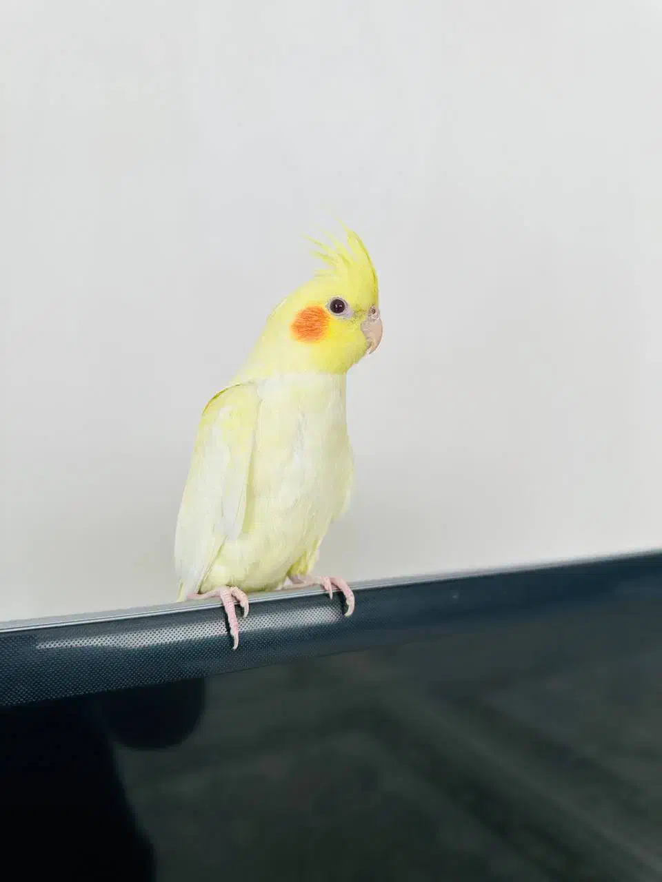 عروس هلندی|پرنده|جوانرود, |دیوار