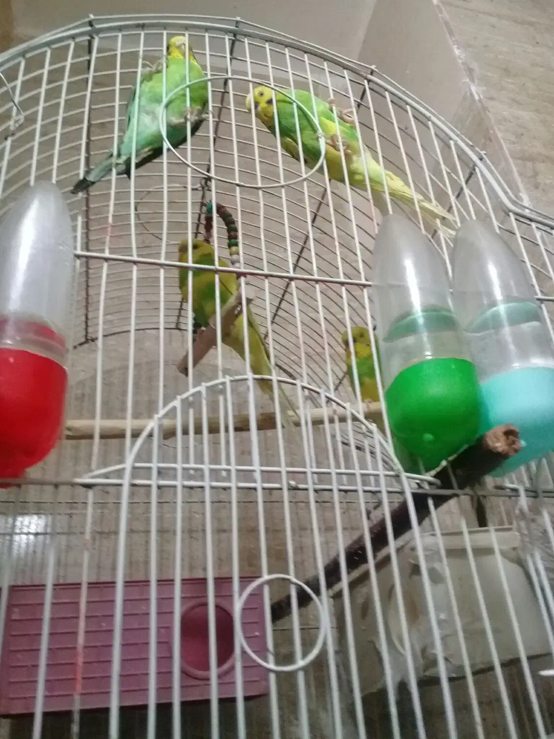 پرنده مرغ عشق|پرنده|گرگان, |دیوار